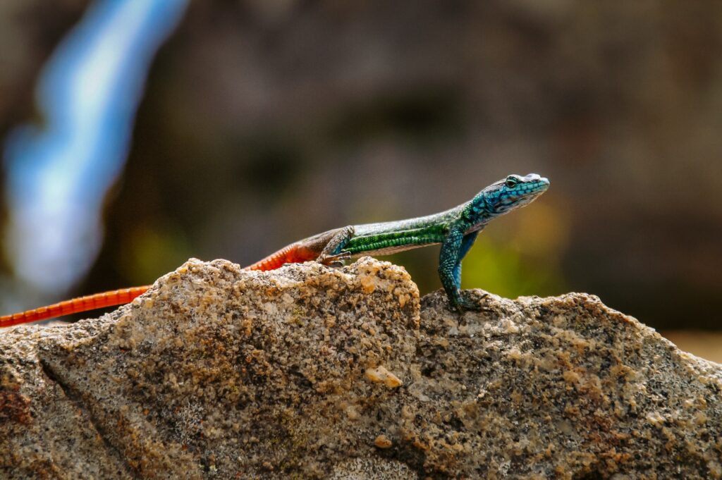 Colorful lizard in nature